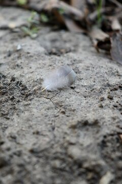Feather close up