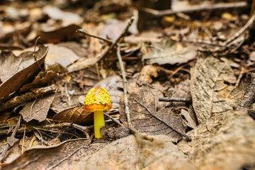 yellow mushroom in the forest between a bunch of leafs