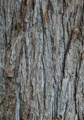 Corteza de árbol con textura. Fondo de pantalla.