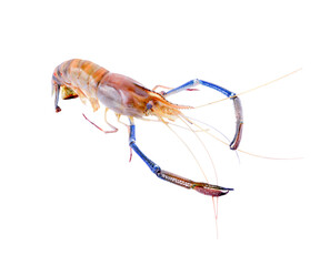 Fresh shrimp isolated on trasparent png