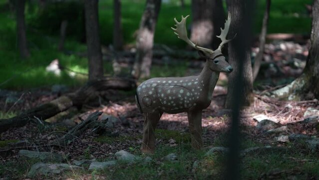 A closeup of 3D fallow dear decoy target set up in a forest for bowhunter practice and competition.
