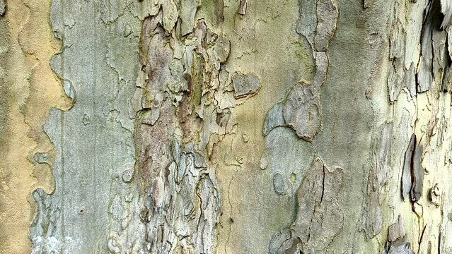 A tall French plane tree