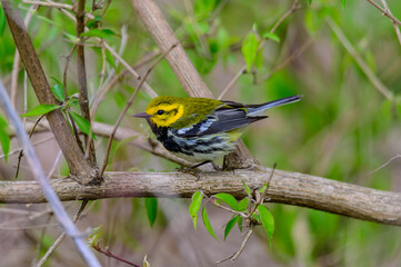 A Black-Throated Green Warbler perches on a limb at Magee Marsh Wildlife Area, in Carroll Township, Ohio.