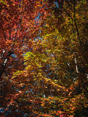 Autumn trees