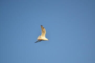 Seagull soaring in the blue sky