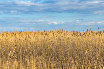 rural landscape with fields and trees in Usedom