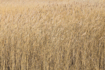 background of reed at backwater area in sunlight