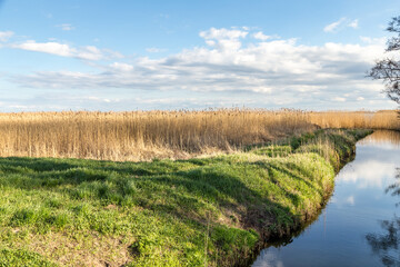 scenic backwater landscape with reed grass and trees in Usedom at the baltic sea