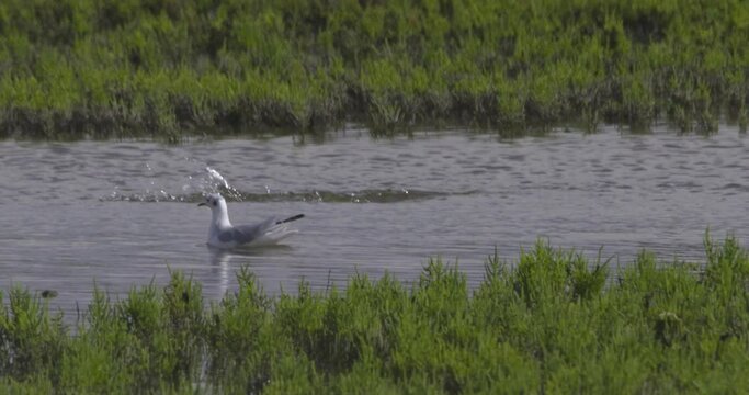 Bonapartes Gull swimming as fish jump from water slow motion wildlife