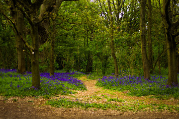 Bluebells In The Woods