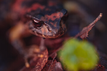 Sudamerican amphibian