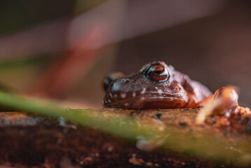 Sudamerican amphibian