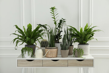 Many green potted houseplants on table near white wall