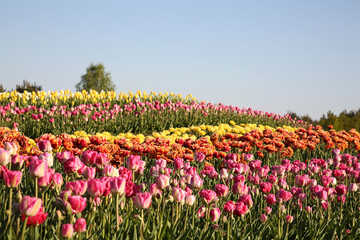 Fototapeta na wymiar Beautiful colorful tulip flowers growing in field on sunny day