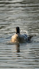 Fototapeta premium Adult goose bathing in the lake