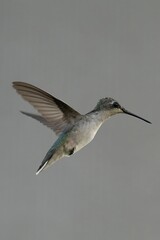 Female ruby-throated hummingbird captured in mid-flight