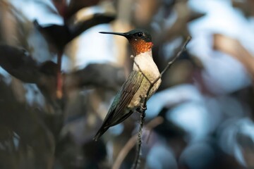 Red-throat hummingbird enjoying a break