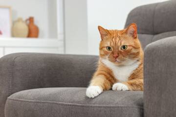 Cute ginger cat lying on armchair at home. Space for text