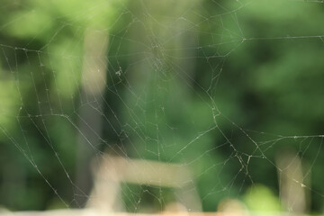 Old dusty cobweb on blurred background, closeup