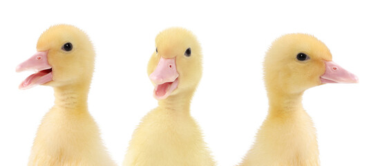 Collage with cute fluffy ducklings on white background. Baby animal