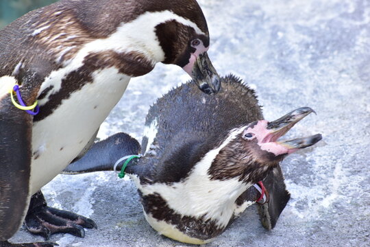 ペンギン　とべ動物園