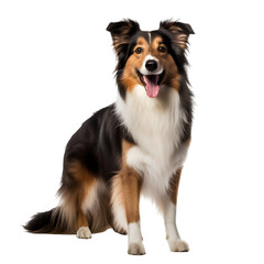 Collie - Lassie - Dog