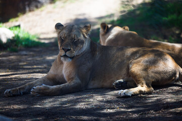Naklejka na ściany i meble female lion resting in shade
