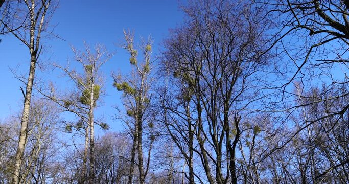 the tops of various deciduous trees in the spring season , a park with trees in early spring