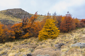 AUTUMN LANDSCAPE IN EL CHALTEN. SANTA CRUZ, ARGENTINE PATAGONIA.