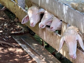 a photography of three sheep sticking their heads out of a fence, sus scrofa sheep in a pen with their heads sticking out.