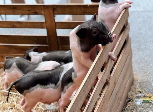a photography of a group of pigs in a pen with straw, sus scrofas in a wooden crate with a baby pig.