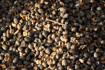 Natural coffee beans with husk for drying