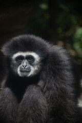 a close-up photo of a long-armed monkey