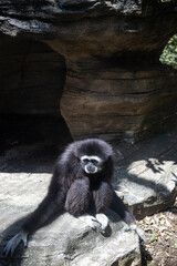 a close-up photo of a long-armed monkey