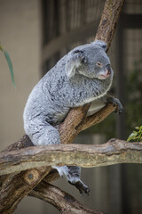 A close-up photo of a koala