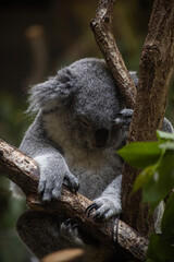 A close-up photo of a koala