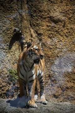 A close-up photo of a tiger
