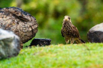 Yellow headed Caracara