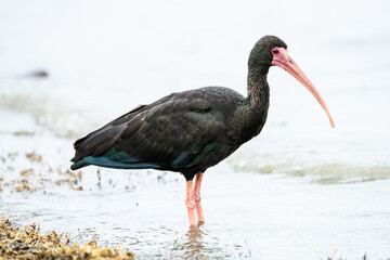 Bare-faced  Ibis