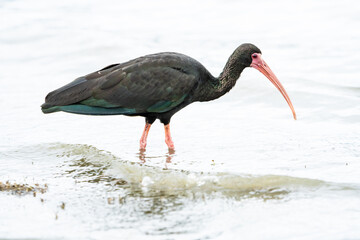 Bare-faced  Ibis