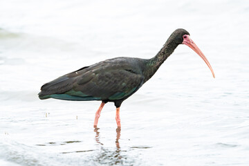 Bare-faced  Ibis