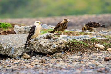 Yellow headed Caracara