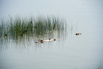 Landscape of Lake Champlain and island at Vermont, USA	