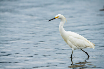 Snowy Egret
