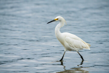 Snowy Egret