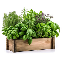 Naklejka premium Freshly Herbs in a Wooden Planter box
