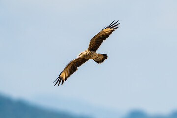 Yellow headed Caracara