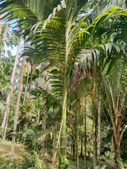 pinanga palm is growing in the jungle