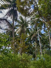 a school of beautiful coconut tree scene