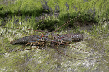 Two brown rock lobsters crawling on the sand at low tide. This marine animal with high economic...